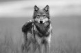 /album/wolven/download-7-jpg/